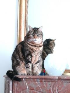 Service : garde animaux Service : garde animaux