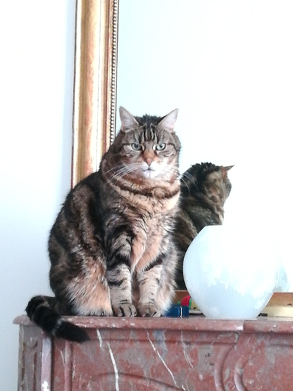 Service garde animaux 75 entre particuliers