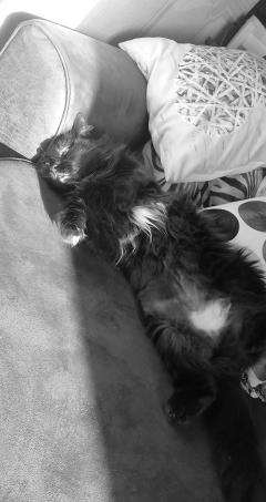 Service : garde animaux Service : garde animaux