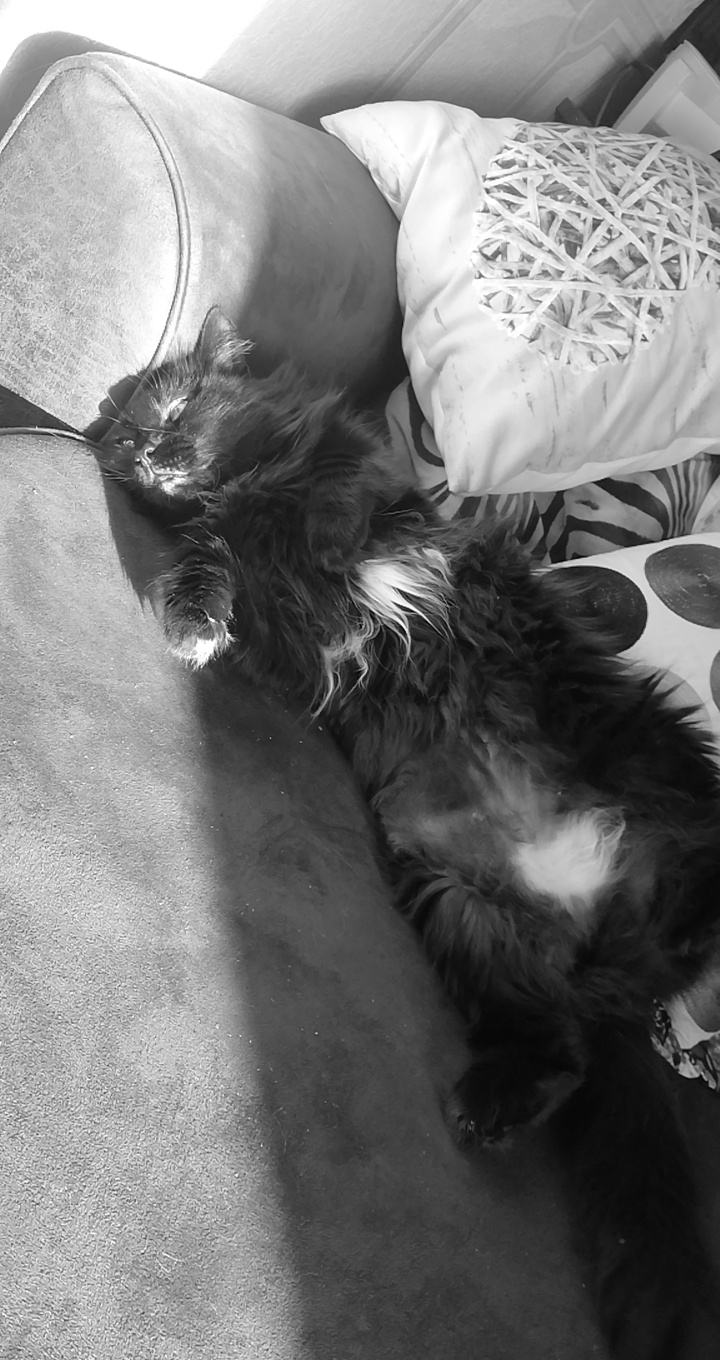 Service garde animaux 21 entre particuliers