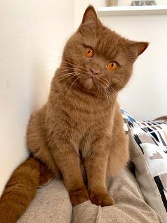 Service : chat Service : chat