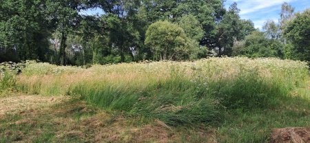 Service : entretien jardin