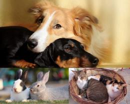 Service garde animaux entre particuliers