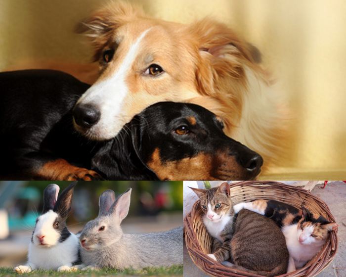 Service garde animaux 77 entre particuliers