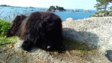 Demander ce petsitter