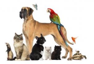 Service garde animaux entre particuliers