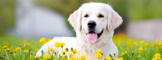 Service garde animaux entre particuliers