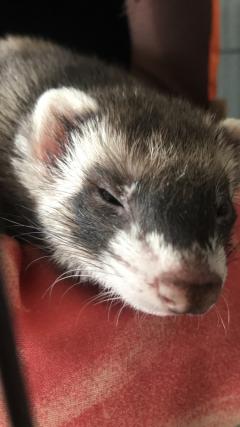 Service : garde animaux Service : garde animaux