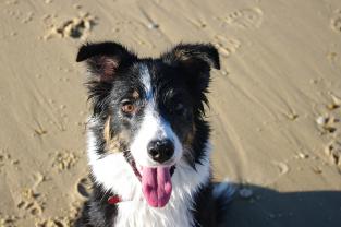 Service : garde animaux Service : garde animaux