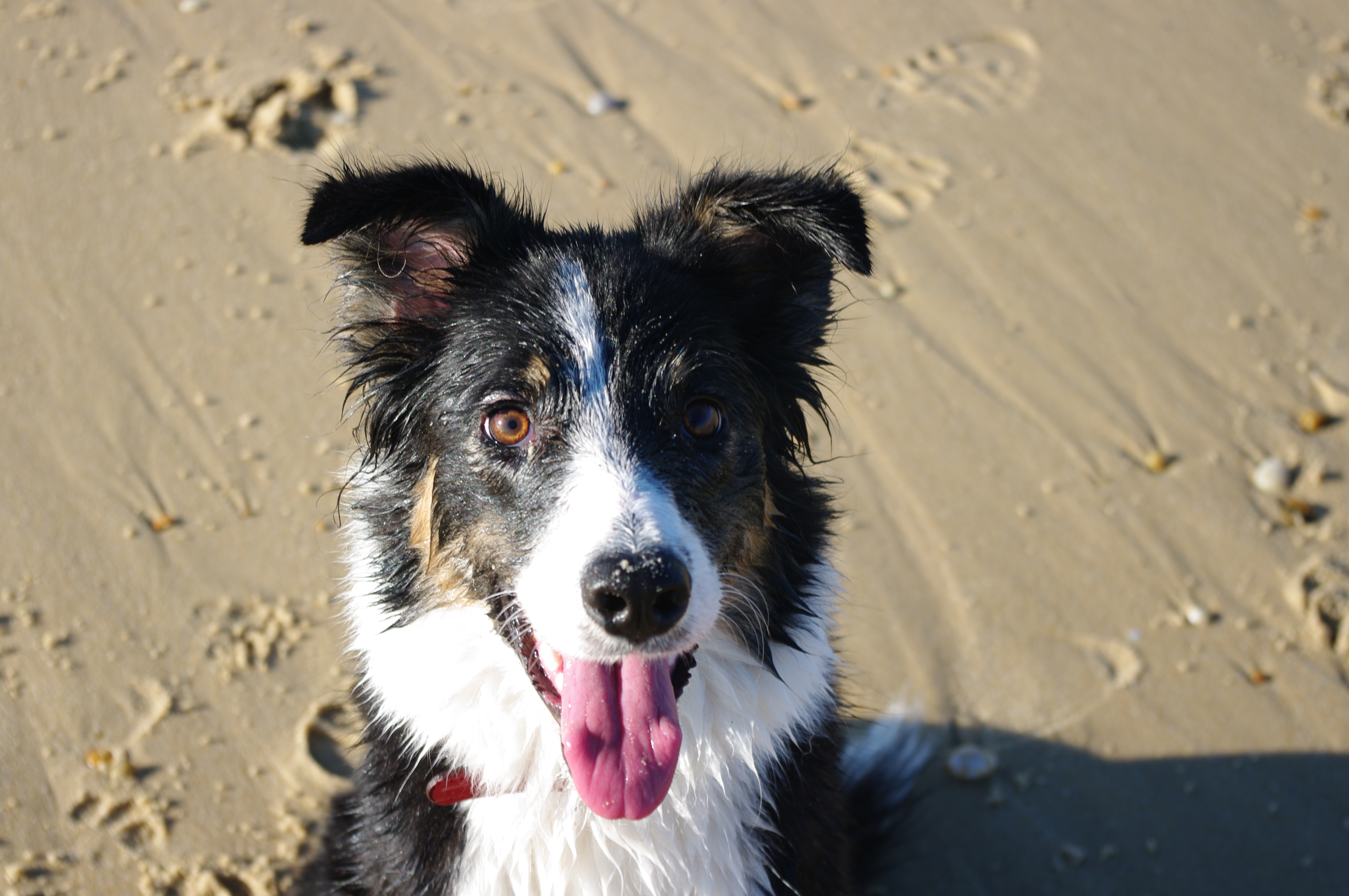 Service garde animaux 33 entre particuliers