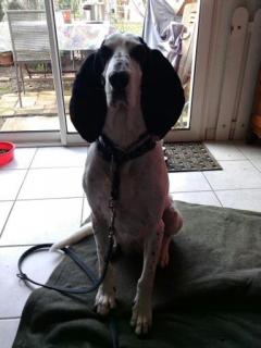 Service : chien Service : chien