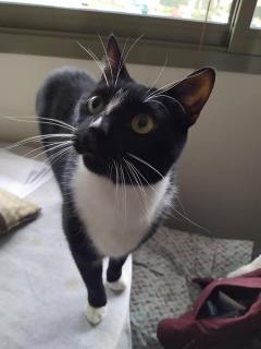 Service : garde animaux Service : garde animaux