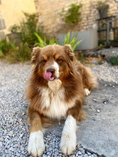 Service : garde animaux Service : garde animaux