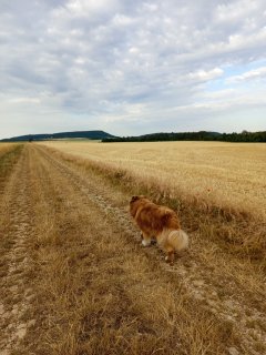 Service : promeneur chien