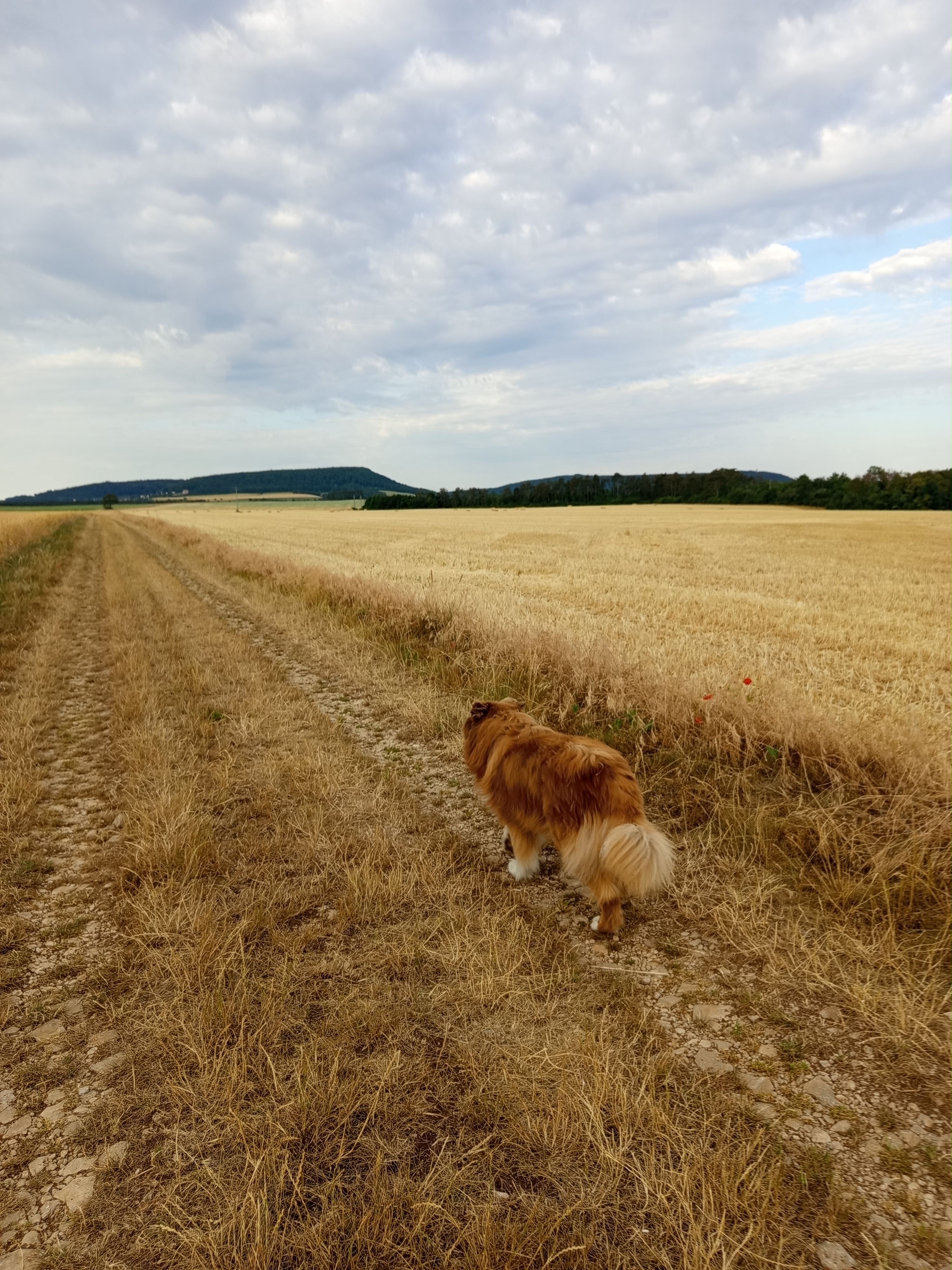 Service promeneur chien 21 entre particuliers