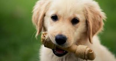 Service : chien Service : chien