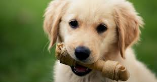 Service chien 21 entre particuliers