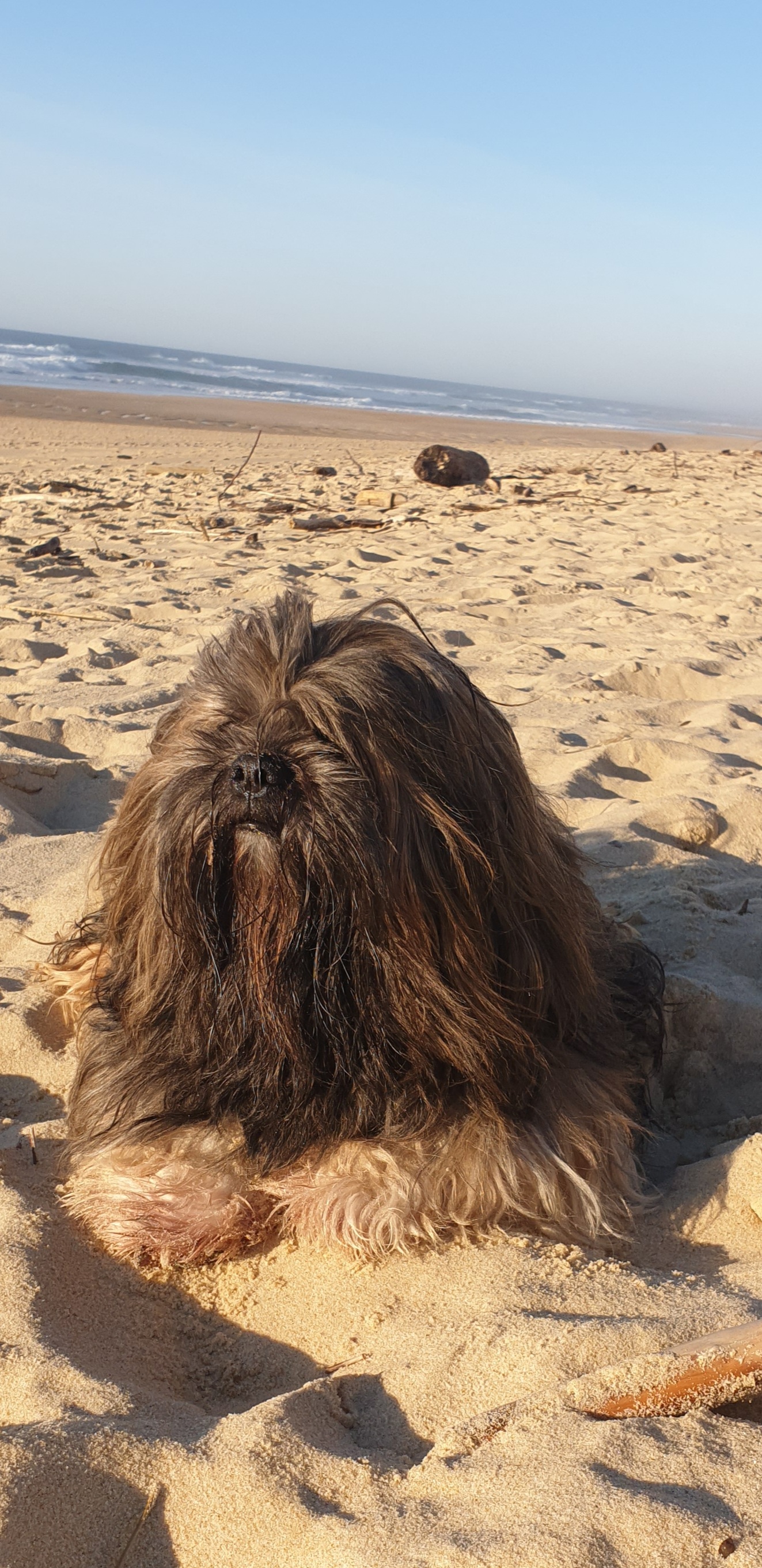 Service chien 40 entre particuliers