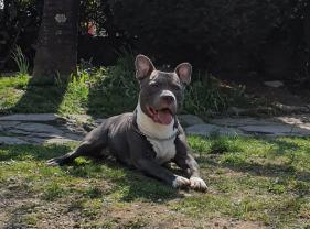 Service : garde animaux Service : garde animaux