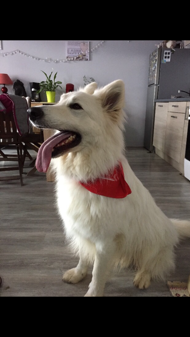 Service garde animaux 21 entre particuliers