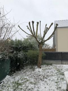 Service : elagage Service : elagage