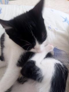 Demander ce catsitter