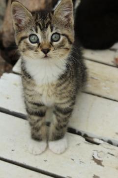 Demander ce catsitter