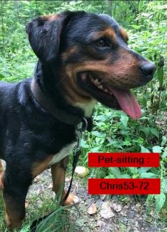 Service : garde animaux Service : garde animaux