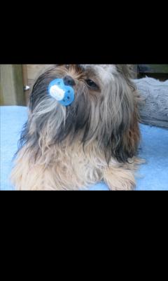 Service : garde animaux Service : garde animaux