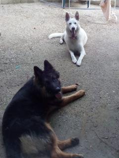 Service : chien Service : chien
