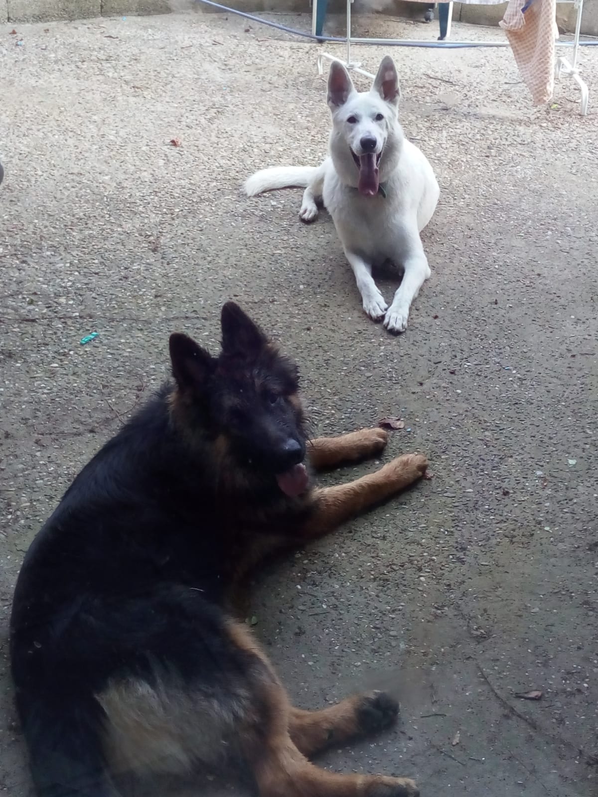 Service chien 38 entre particuliers