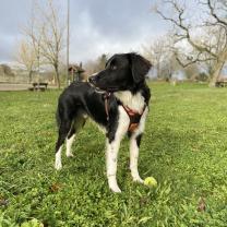 Service : garde animaux Service : garde animaux