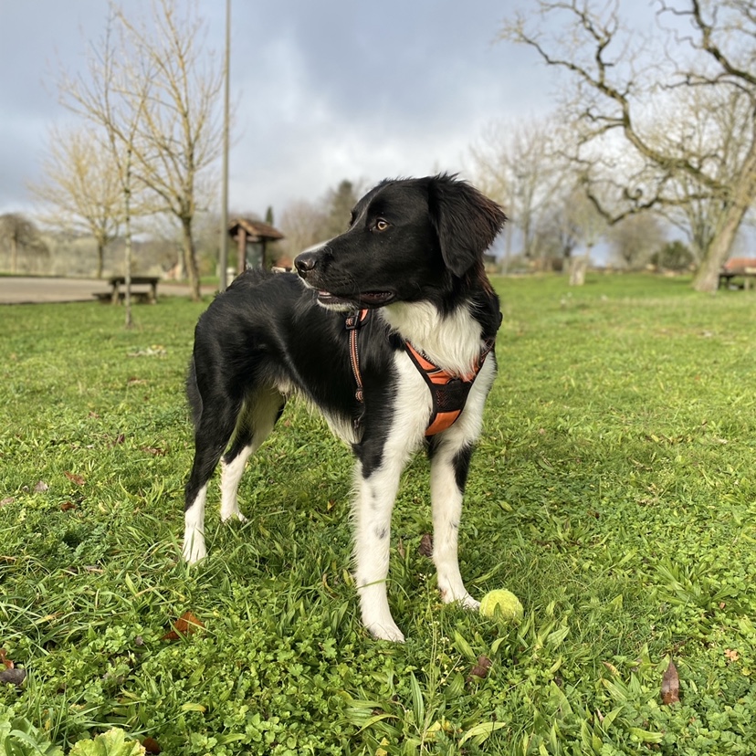 Service garde animaux 82 entre particuliers