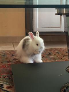 Service : garde lapin Service : garde lapin