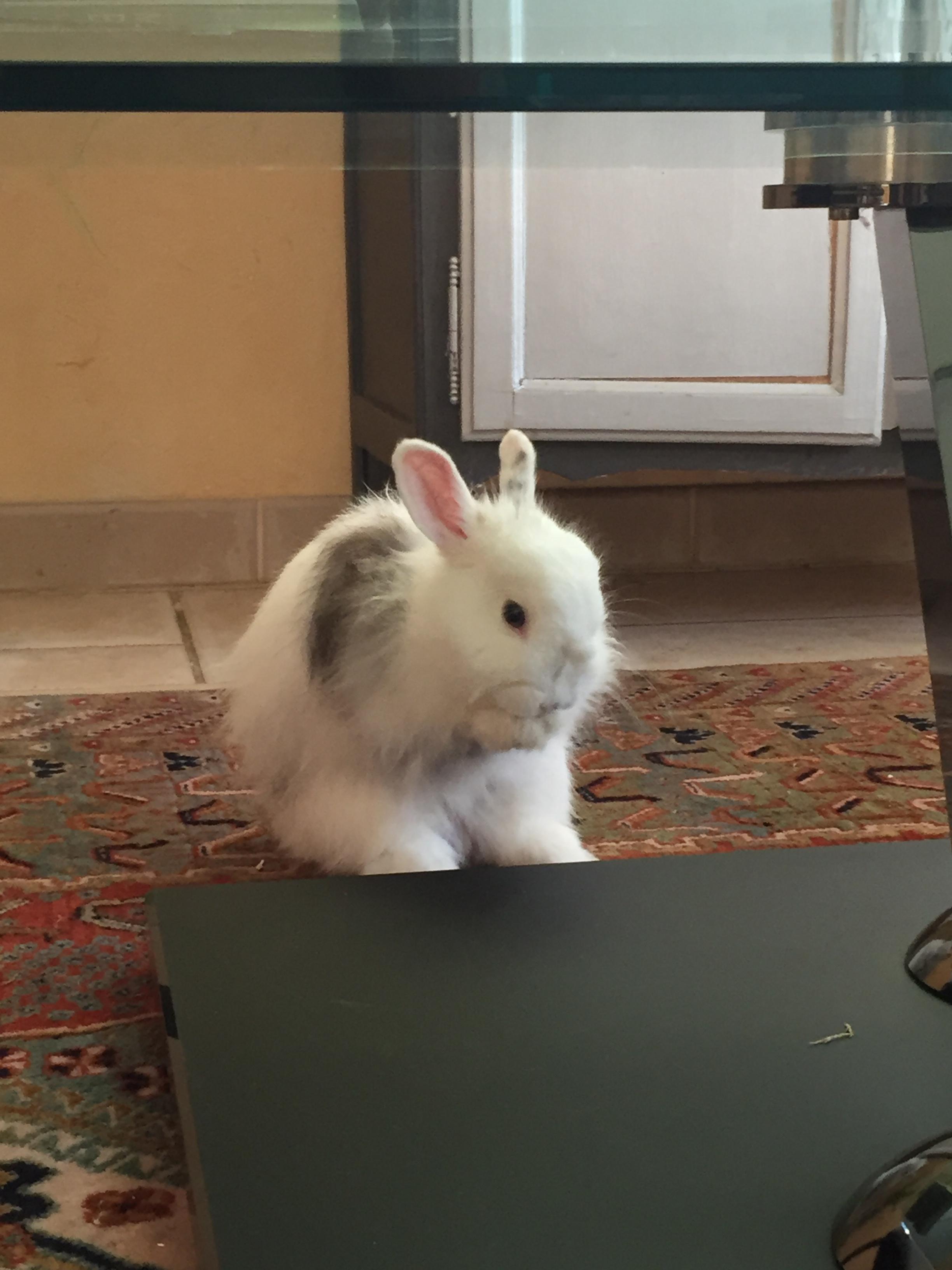 Service garde lapin 78 entre particuliers