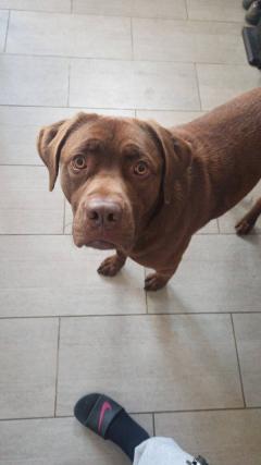 Service : garde animaux Service : garde animaux