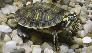 Service reptile 94 entre particuliers
