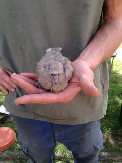 Service : garde animaux Service : garde animaux