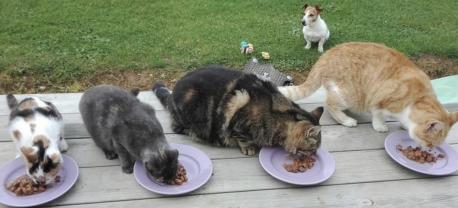 Service : garde animaux Service : garde animaux