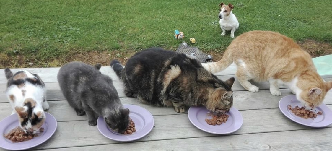 Service garde animaux 61 entre particuliers