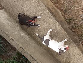 Service : chien Service : chien