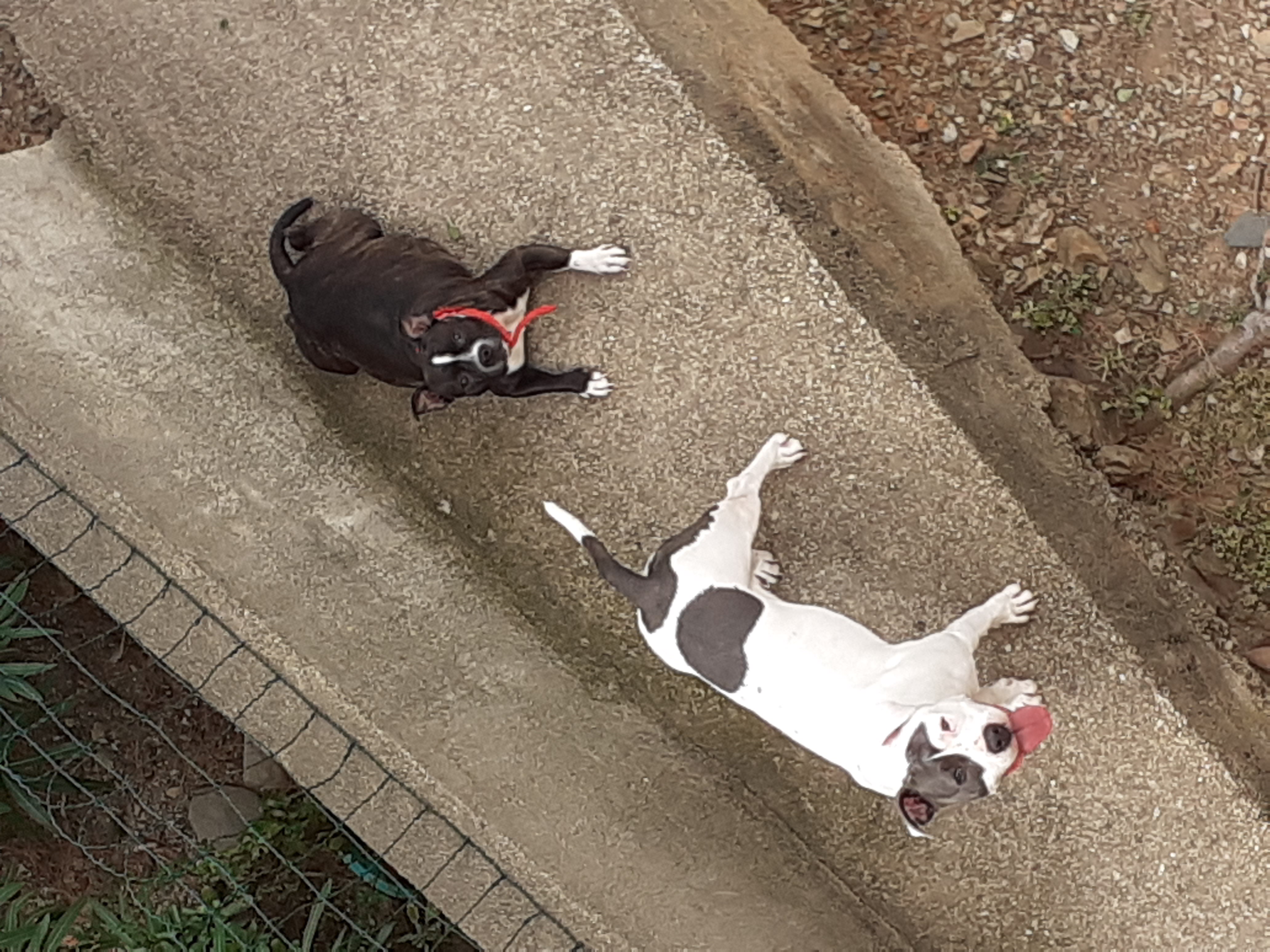 Service chien 66 entre particuliers