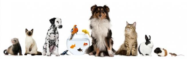 Service : garde animaux Service : garde animaux