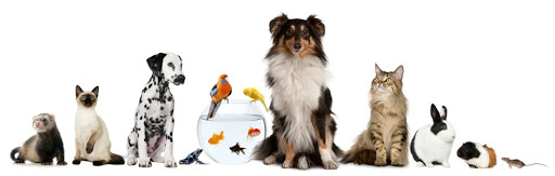 Service garde animaux 81 entre particuliers