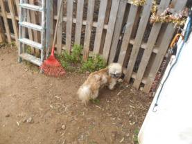 Service : chien Service : chien