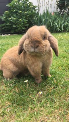 Service : garde animaux Service : garde animaux