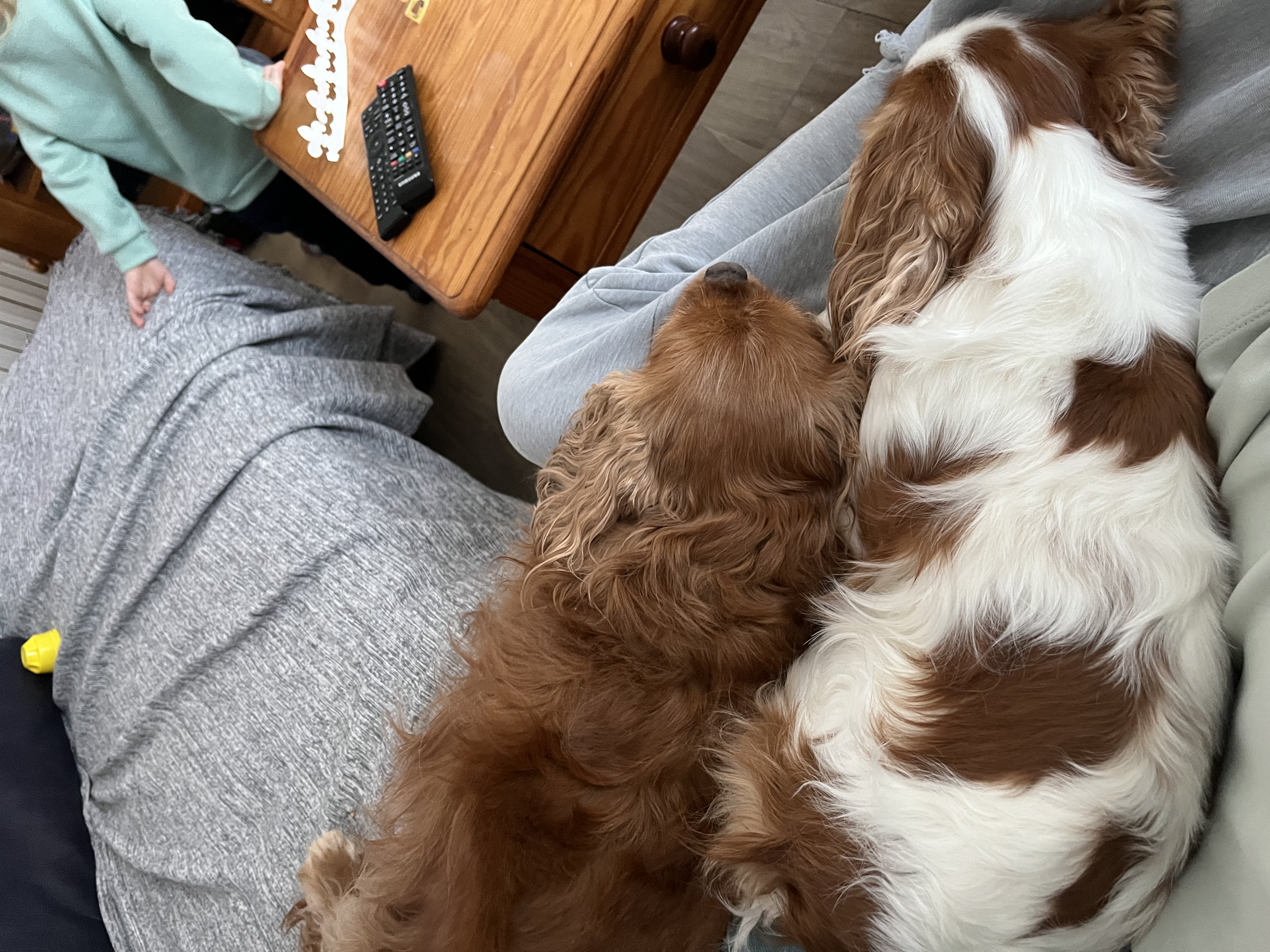 Service chien 56 entre particuliers