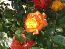 Service : aide personne Service : aide personne