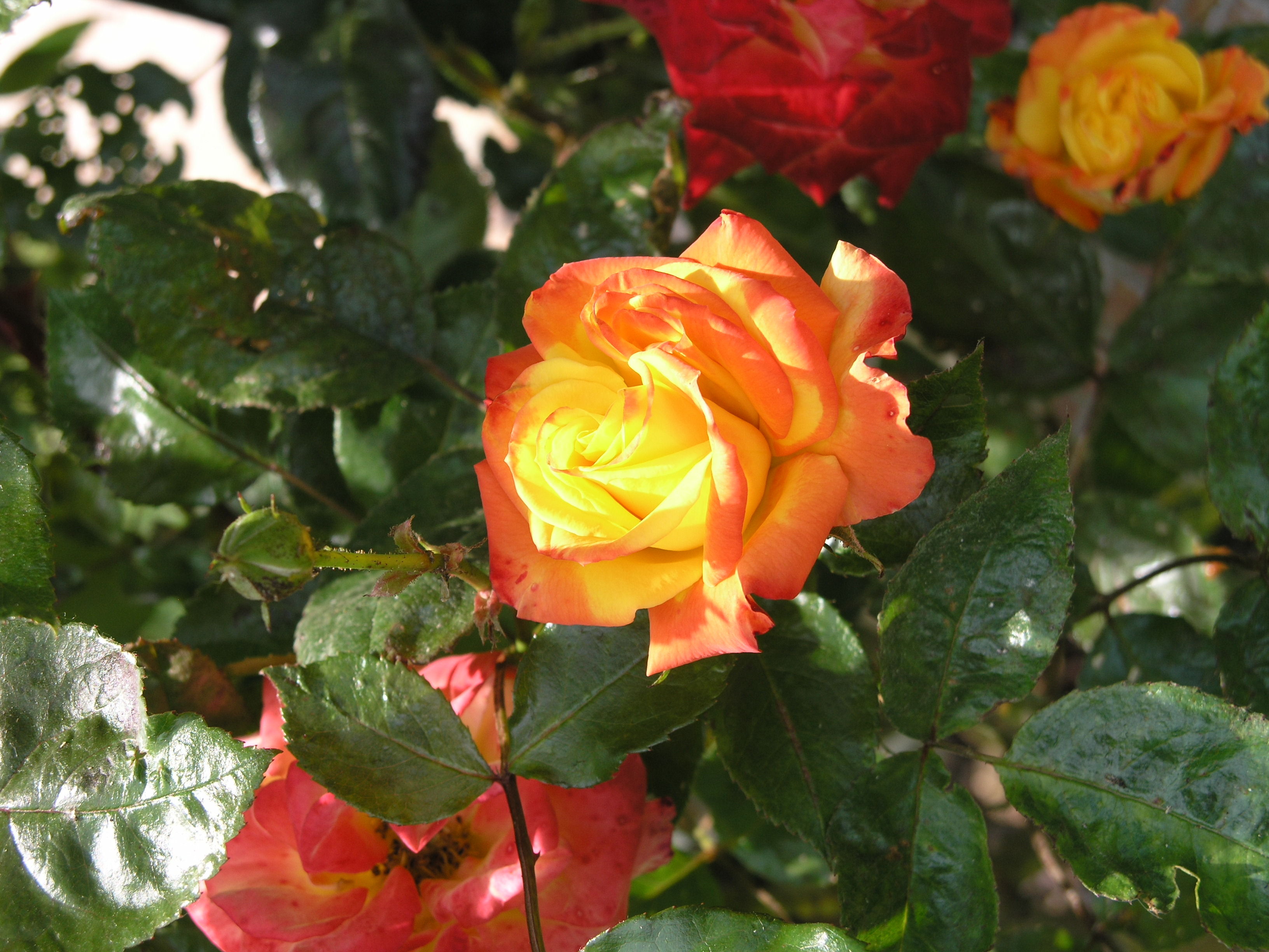 Service aide personne 58 entre particuliers