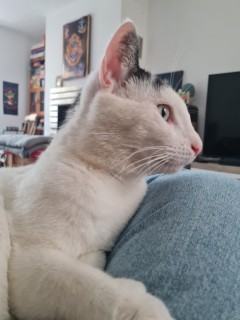 Service : chat